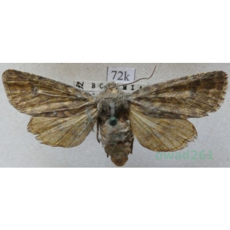 Dasypolia templi (Thunberg, 1792) Czech72k